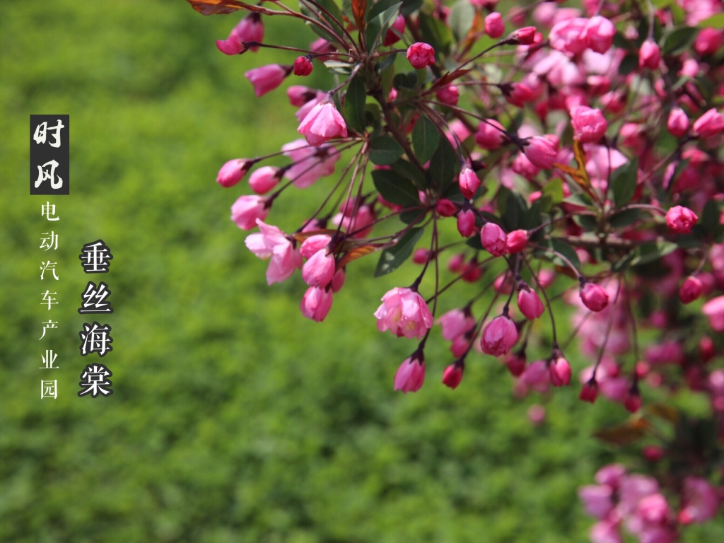 垂丝海棠