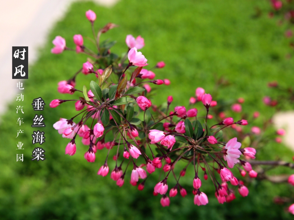 垂丝海棠