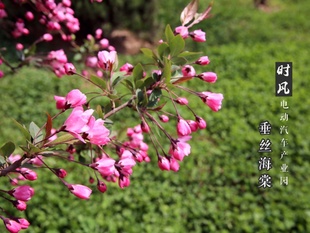 垂丝海棠