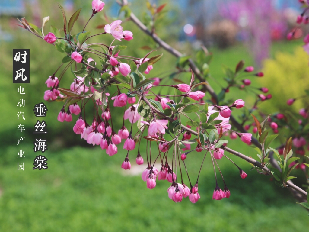 垂丝海棠