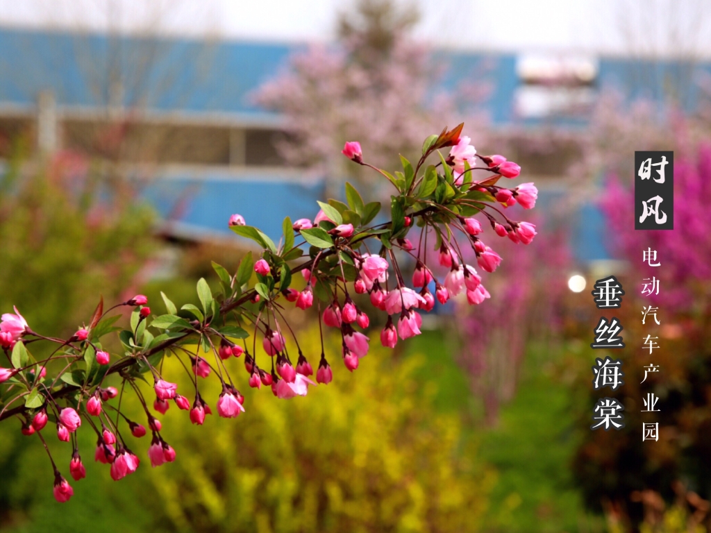 垂丝海棠